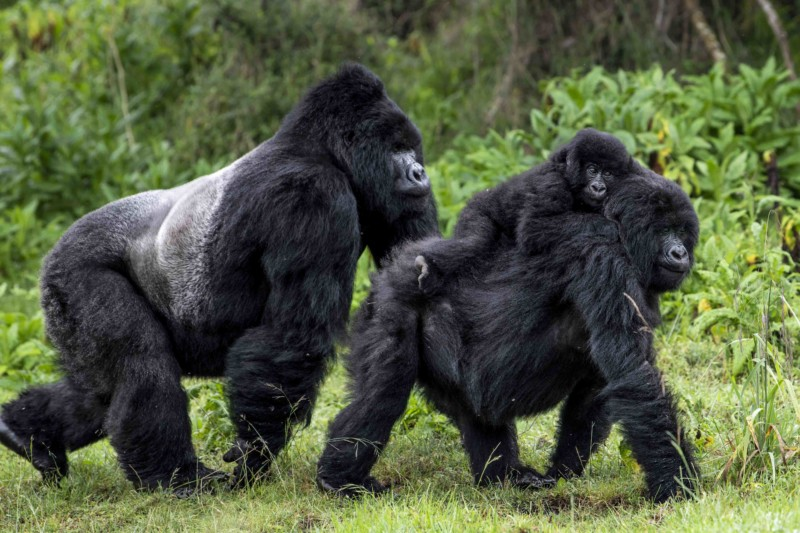 4 Days Gorilla Trekking & Lake Bunyonyi Adventure