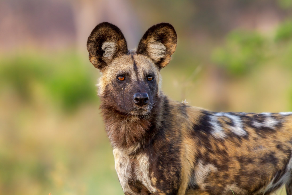 African Wild Dog in Kidepo