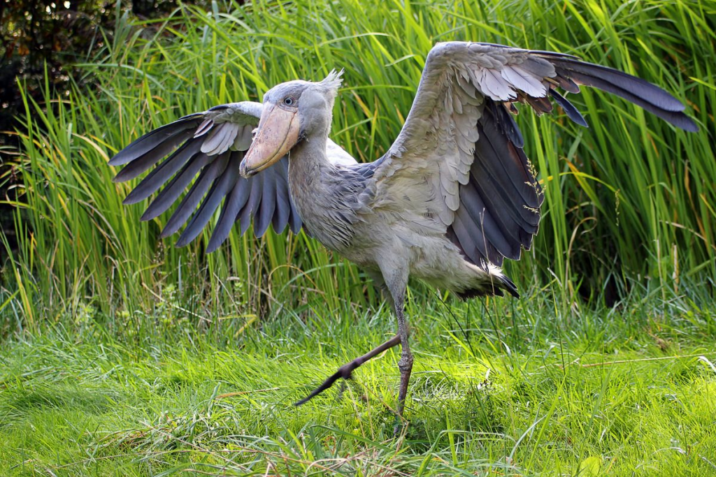 The Shoebill stork.