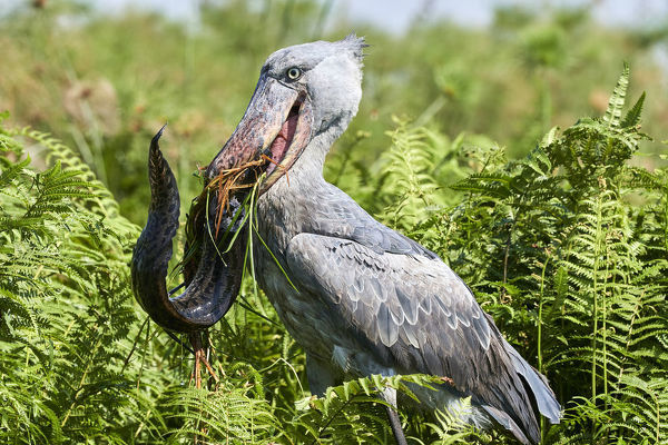 The Shoebill stork.