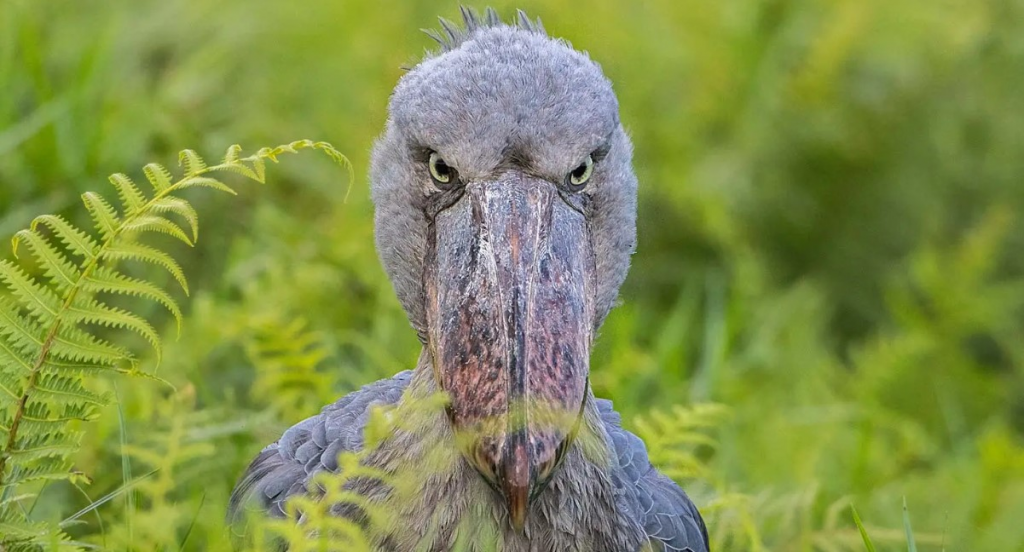 The Shoebill stork.