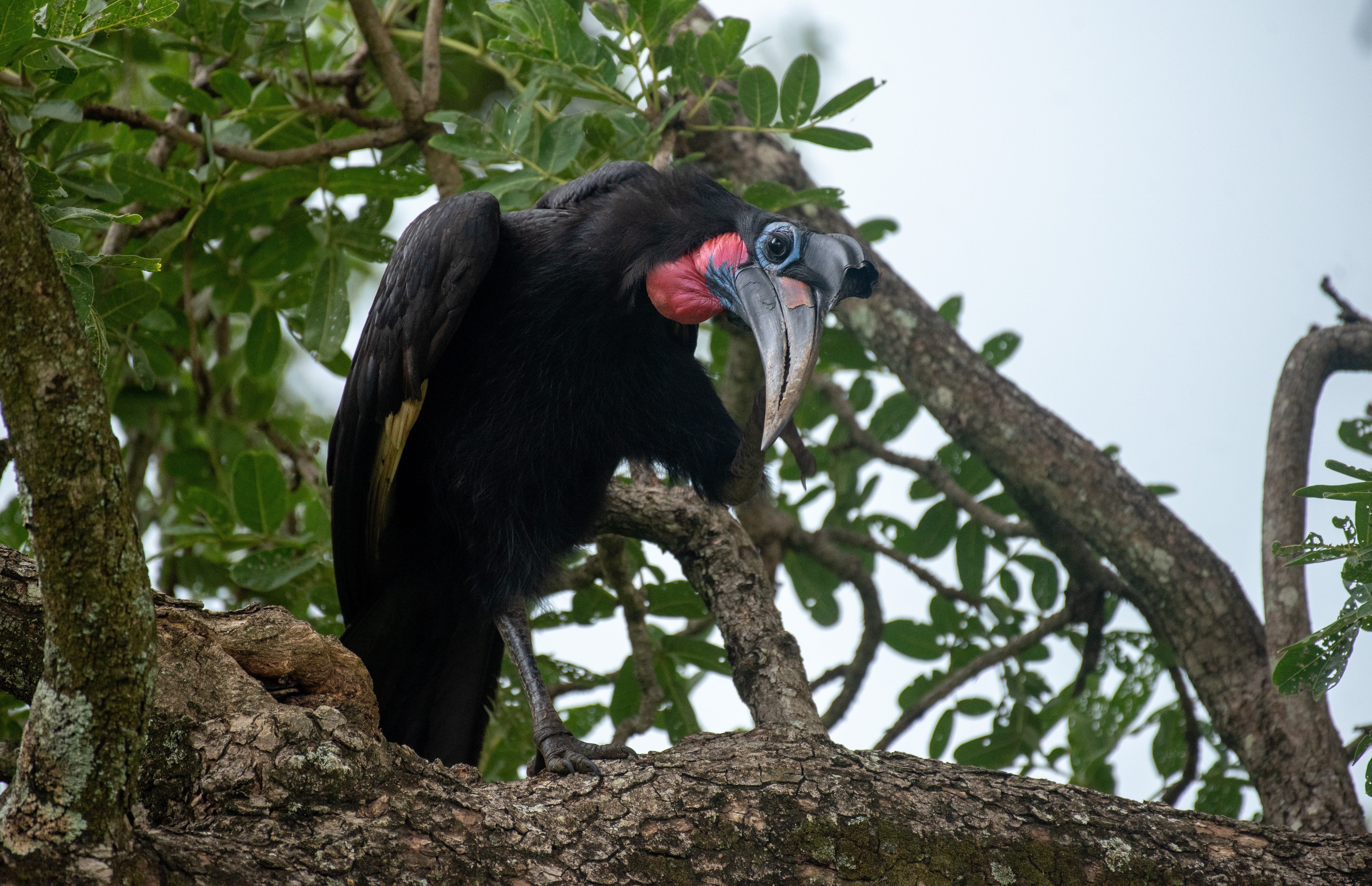 Bird Watching In Budongo Forest