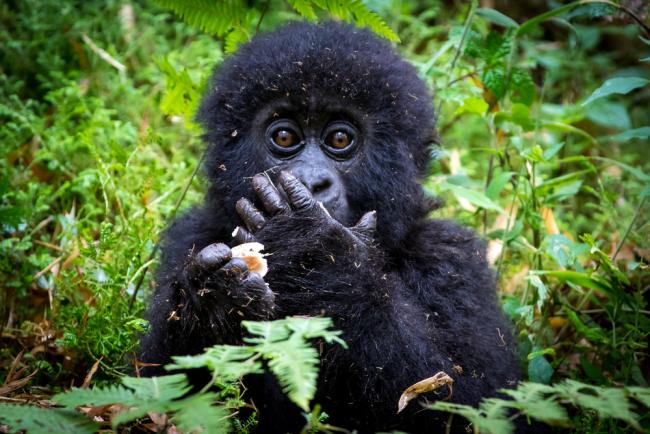 How Do I Choose A Gorilla Trekking Tour Operator?