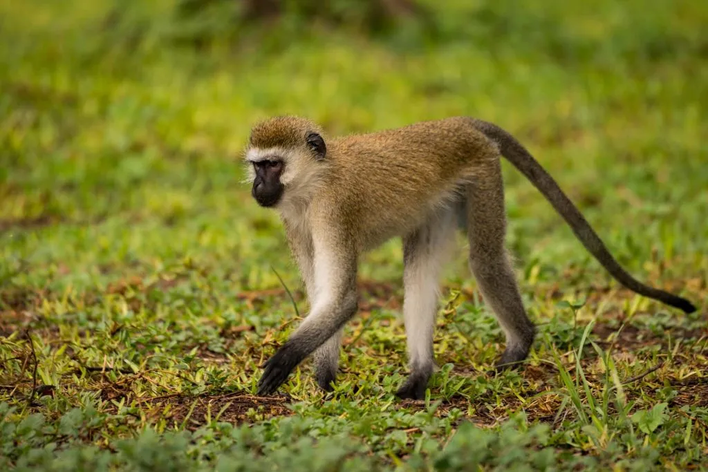 A Vervet Monkey in Mubwindi neighborhood