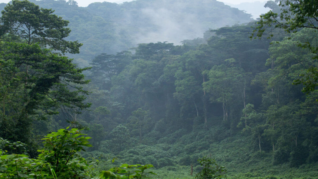 Ruhija Sector, Bwindi