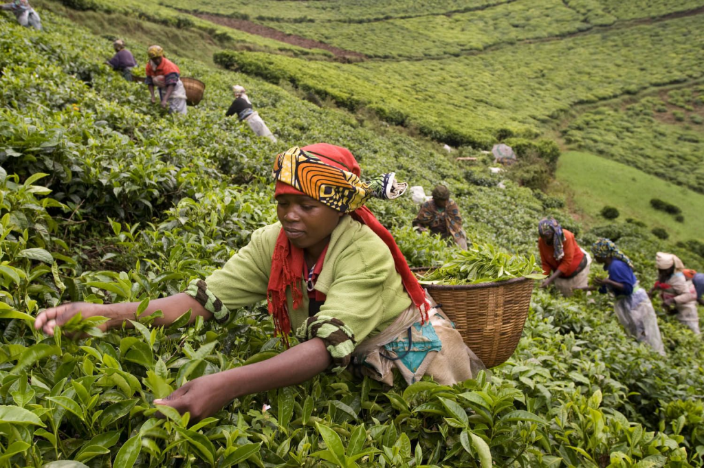 Locals harvesting tea at the Gisakura Tea Estate.