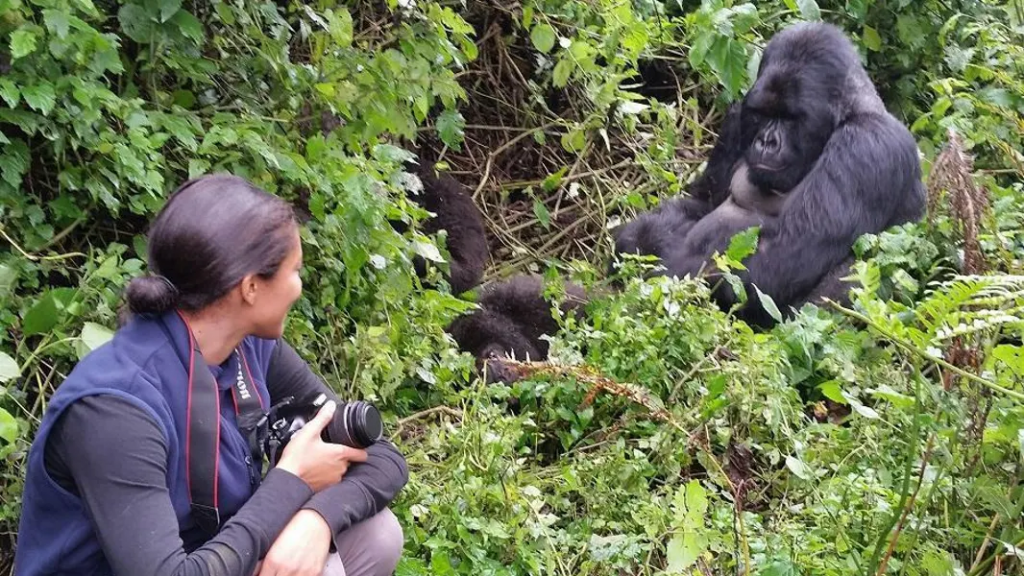 A lady having a good time with a mountain gorilla upclose - Buhoma, Bwindi Impentrable National Park.