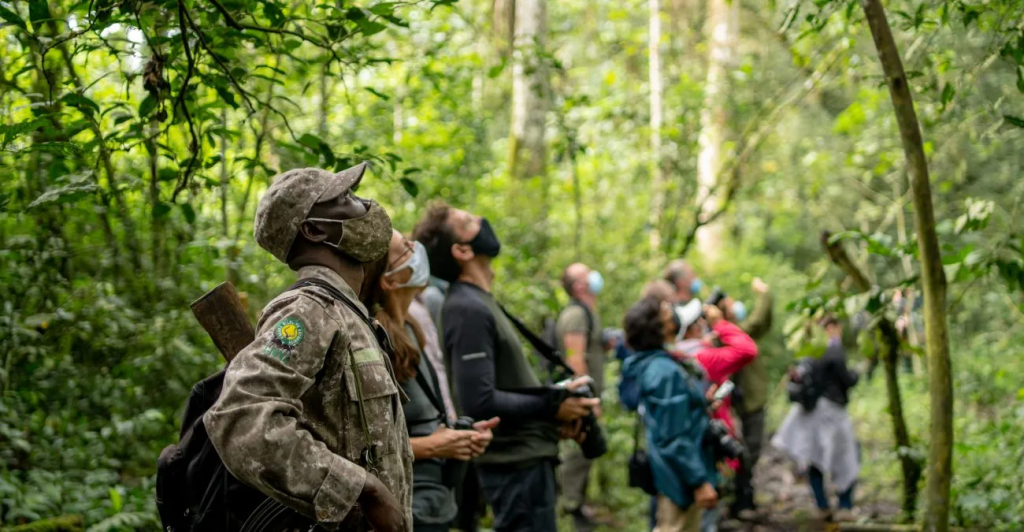 Guests observing birds upclose in Budongo Forest under the guidance of a Ranger Guide. 