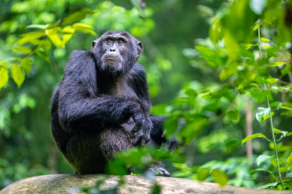 A chimpanzee in Budongo Forest