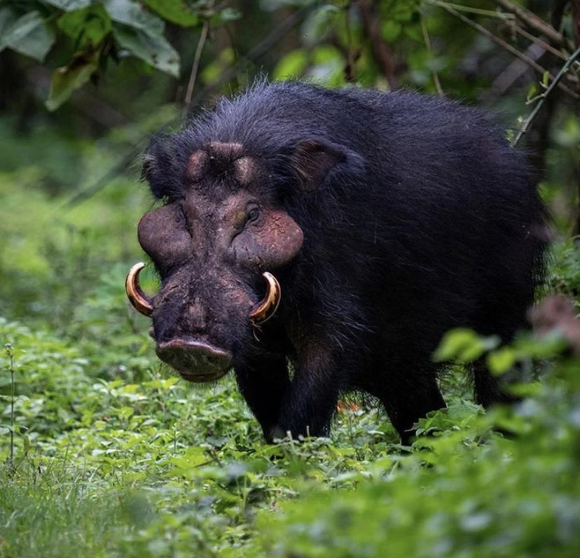 A giant forest hog in Mubwindi Swamp