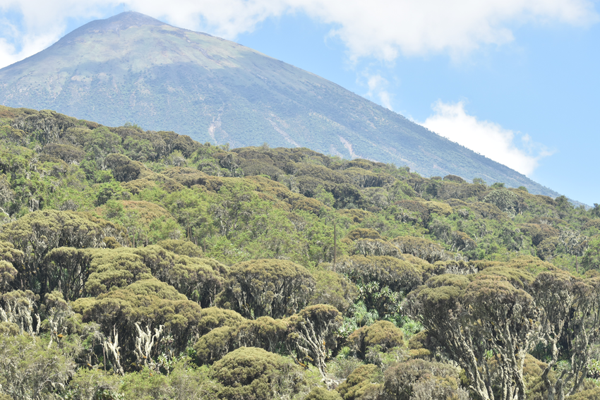 Mgahinga National Park, Uganda - How do I Choose A Gorilla Trekking Tour Operator?