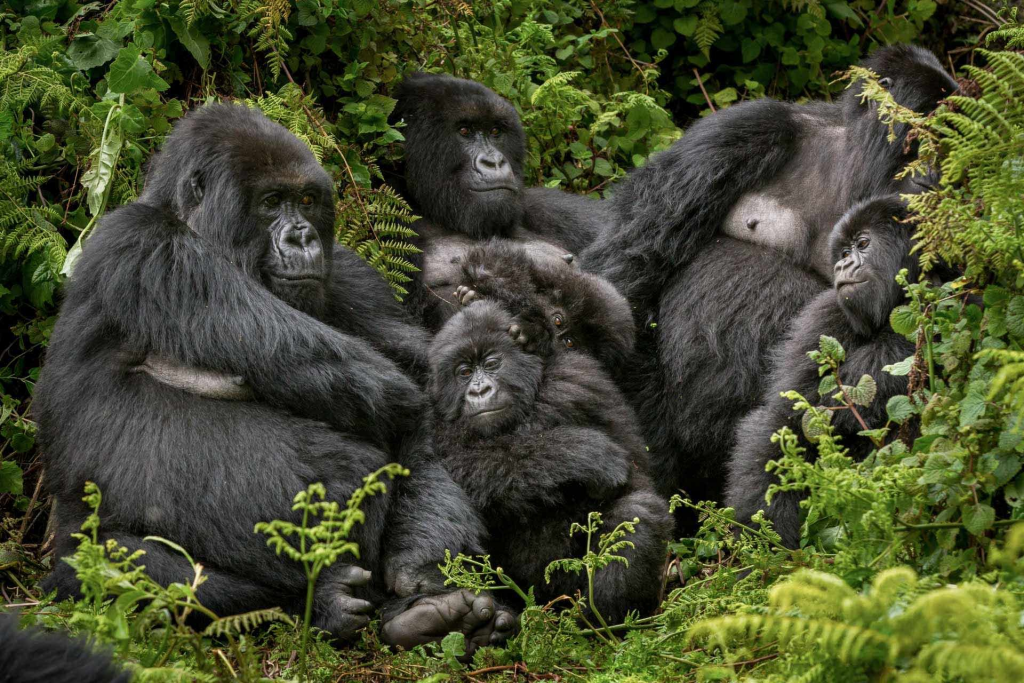 Nyakagezi Gorilla Family - Mgahinga National Park.