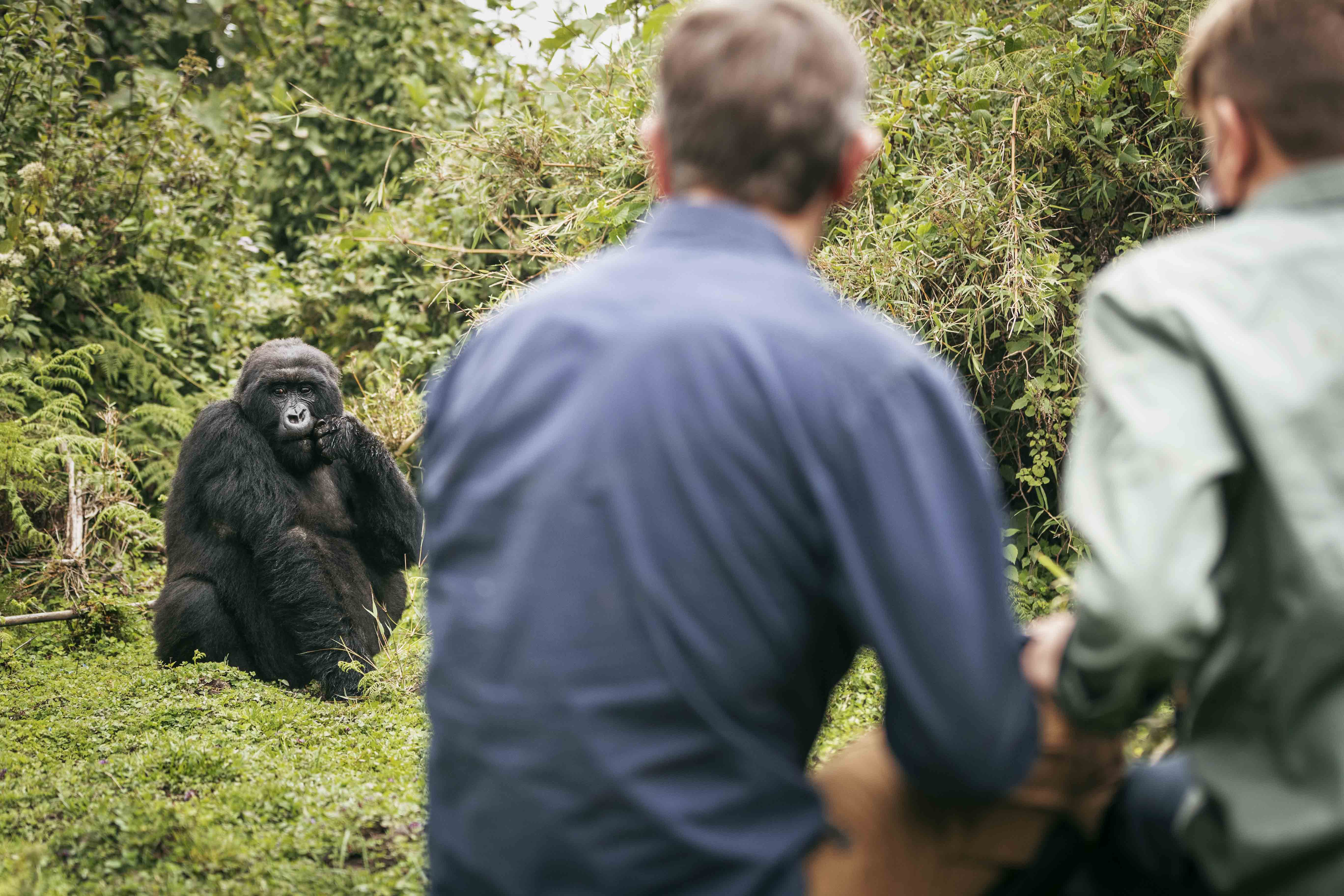 Gorilla Trekking In Buhoma Or Ruhija - Which Is Better?