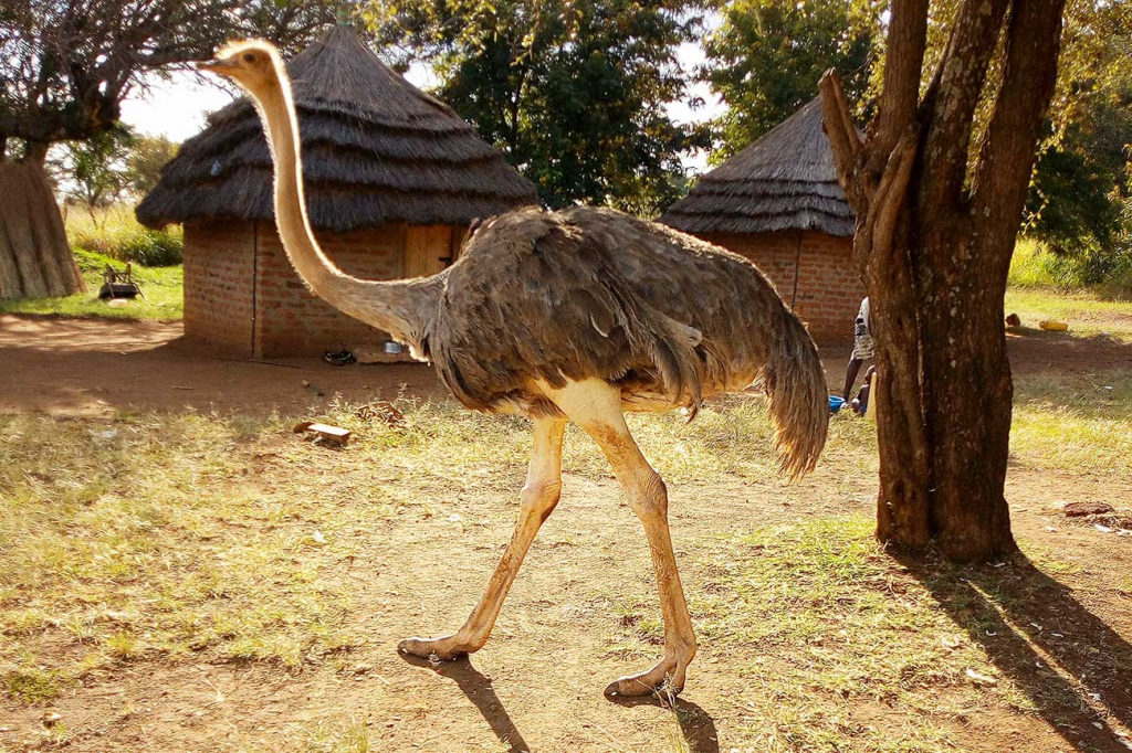 Ostrich in a community adjacent to Pian Upe Game Reserve .