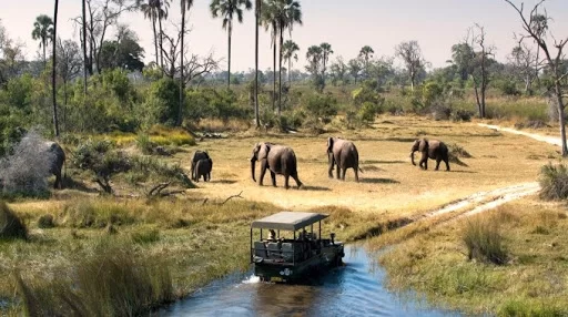 Game drive in Pian Upe Game Reserve