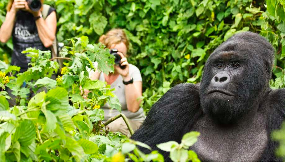 3 Days Rwanda Gorilla and Bisoke Hiking Tour.