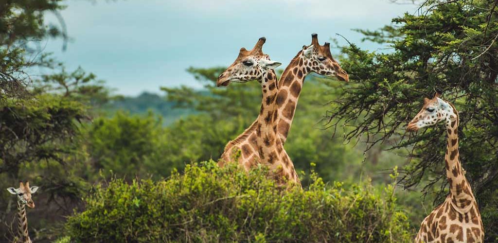 Game Drives In Pian Upe Game Reserve